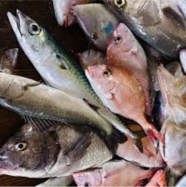 新鮮な鮮魚