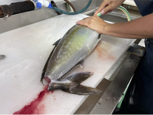 鮮魚の血抜き・鮮度管理